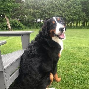 Meet your Posher, Cat